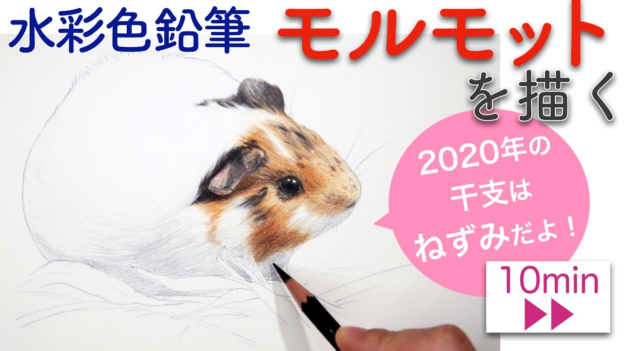 水彩色鉛筆 モルモットを描くguinea Pig Drawing With Watercolor Pencils Youtube