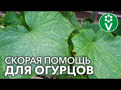 СПАСАЕМ ОГУРЦЫ ОТ ВСЕХ БОЛЕЗНЕЙ! Диагностика болезней огурцов по фотографиям