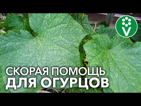 Видео: Проблемы с растениями огурца - безопасно ли есть белые плоды огурца