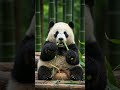 Bear eating 🦝 #animals #viralvideo #bear #shorts
