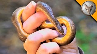 Can a Snake Cure Fear?