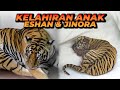 LOH KOK JINORA MELAHIRKAN SEKARANG ?! ANAKNYA BERAPA EKOR YAH ?? APAKAH ANAKNYA SELAMAT ??