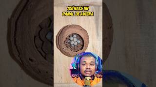 El nacimiento de un panal de avispas #curiosidades #datoscuriosos #lugares #sabiasque
