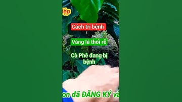 Cách đổ thuốc trị bệnh và tái tạo bộ rễ khi cà phê bị vàng lá hiệu quả 100%.