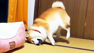 畳という畳で体を拭くのにタオルだけは一切使わない柴犬