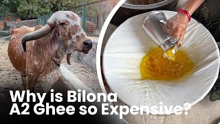 Why Bilona Ghee (A2 Desi Ghee) Is So Expensive?