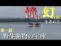 【ヒグマ注意!!】人生の目標魚、憧れのあの魚を狙いに聖地へ...。北海道遠征第1話 【水の旅# 209】