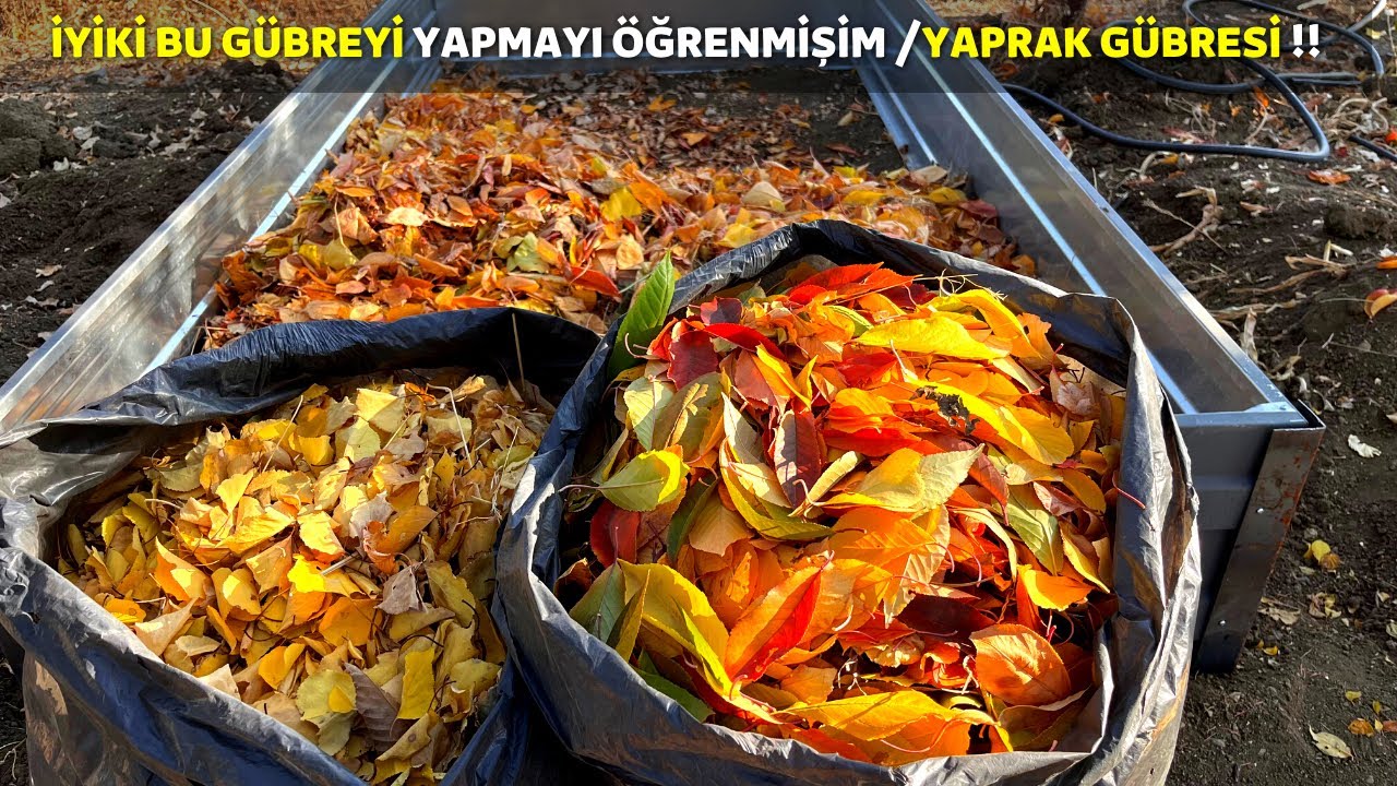 Как сделать осеннее удобрение из листьев спасителем вашего сада