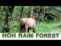 Virtual Hike: Hoh Rainforest, 4K, Olympic National Forest, Washington