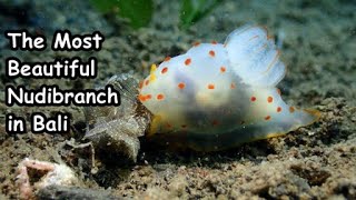 The Most beautifull nudibranch in Bali