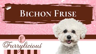 Bichon Frise Breed Facts