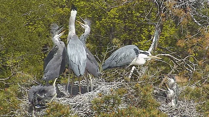 2017 05 24 12h39m H5 feeding