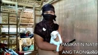 #viral na pusa #kinatay