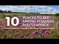 Flower Season - Top 10 Places to See the Spring Flowers in South Africa 🌸🌼