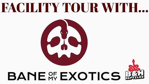 Facility Tour | BANE of my EXOTICS | #faciltytour #ballpythons