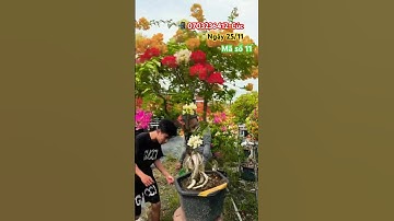 Ngũ sắc thái tàn siêu lực..#shortsvideos