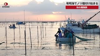 【速報】有明海でノリ種付け始まる 秋の風物詩 佐賀市沖