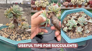 Helpful Tips for Succulents | #succulents #suculentas #다육 by Vườn sen đá 33,552 views 3 months ago 4 minutes, 25 seconds