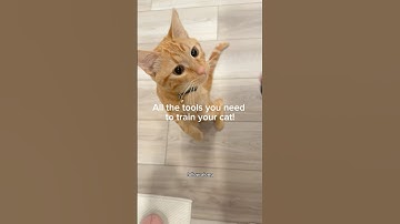 All the TOOLS you Need to TRAIN your CAT 🐾 #clickertraining  #cattraining #catshorts #orangetabby