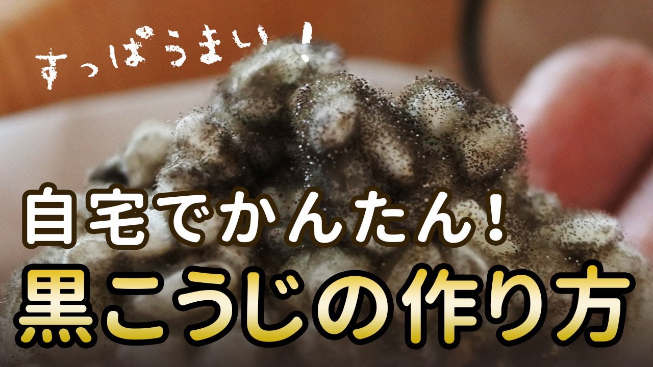 黒麹の作り方 自宅でかんたん すっぱうまい黒麹づくり Youtube