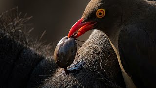 The Secret Life Of The Red-Billed Oxpecker Africas Most Misunderstood Bird ....
