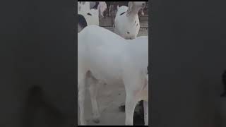 Bareilly Agro Goat Farm Above 70Kg For Sale 9760938218