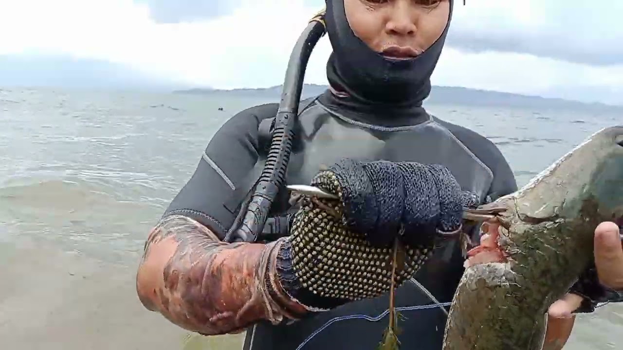 Gabus Monster Danau Toba