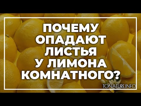 Почему опадают листья у лимона комнатного? | toNature.Info