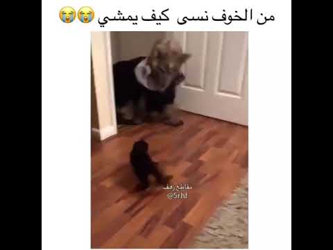 من الخوف نسى كيف يمشي