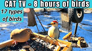8 hours of Winter Bird Footage. #cattv #birds #birdwatching by Cookin' with Bobbi Jo 327 views 3 months ago 8 hours, 8 minutes