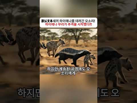 새끼 하이에나를 데려간 오소리!  하이에나 무리가 추격을 시작했다?!  #오소리 #하이에나 #야생동물 #동물의세계 #생존본능 thumbnail