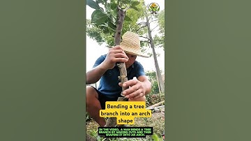 Bending a tree branch into an arch shape