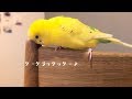 おしゃべりのスイッチが入ったセキセイインコ talking budgie