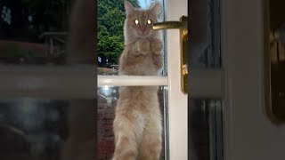 Kitty Clings to Doorknob To Be Let In || ViralHog