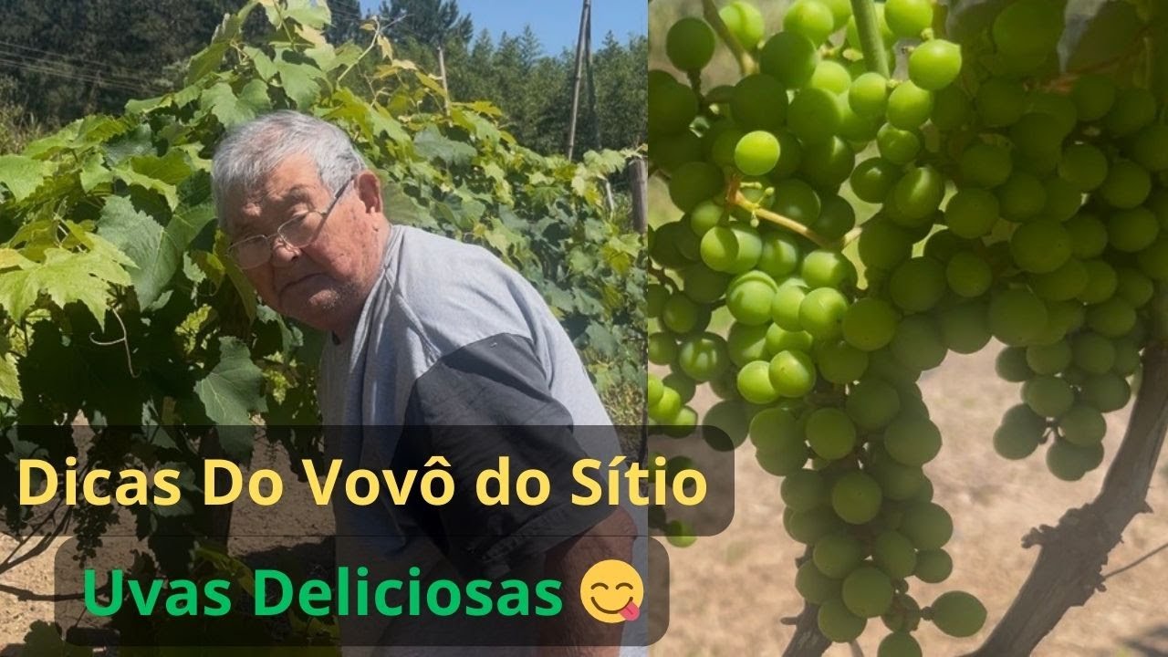 Como Produzir Uvas Deliciosas ! Dicas do VOVÔ Do Sítio...