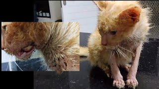 Poor Kitten With Rotten Cheeks Found At Just The Right Time l Lily Ivo