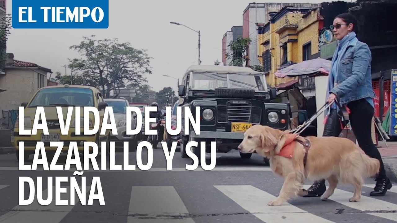 Conozca cómo hace un lazarillo para guiar a su dueña