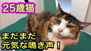 【歳猫の元気な鳴き声】まだまだ元気に過ごしていますよブラッシングは至福の時です。