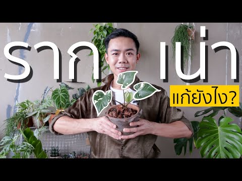 วีดีโอ: ล้างต้นไม้ - ปกป้องดูแล