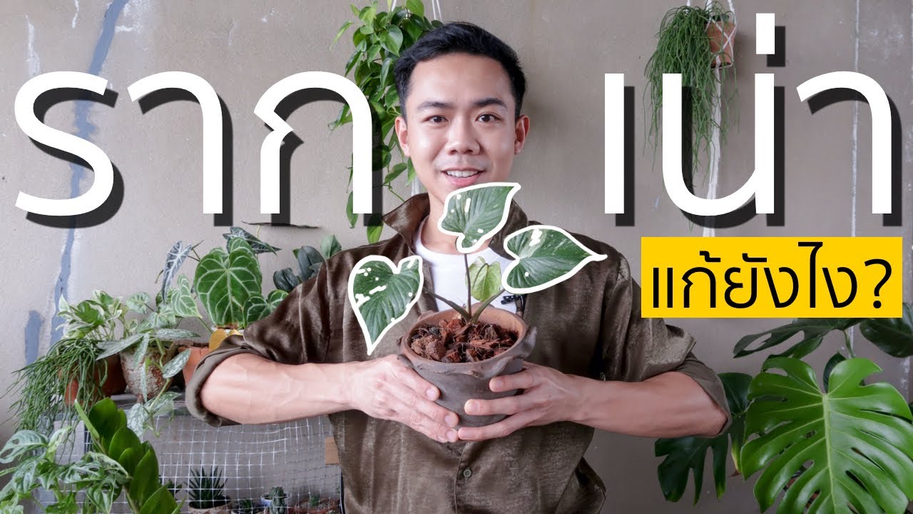 โรครากเน่า แก้และป้องกันอย่างไร? | Uncle Bank