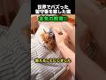 留守番を察した猫、まさかの行動へ！