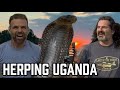 Catching Deadly VIPERS With Dav Kaufman In Uganda Herping Africa 