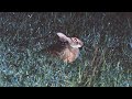 Critically Endangered Hainan Hare Confirmed in New Location, Decades After Last Sighting