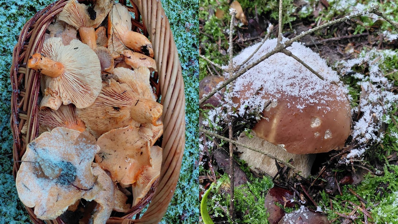 Szok! Grzybobranie w śniegu cz2