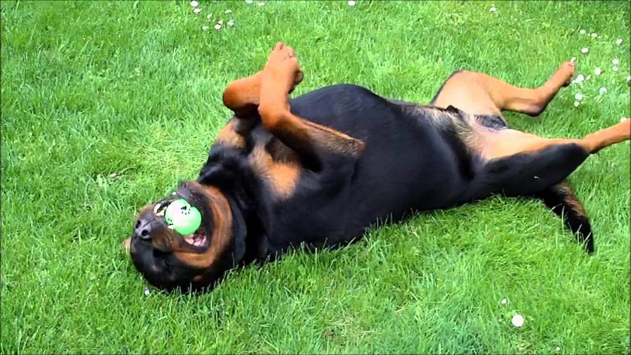 Springtime Dogs Rotties Rottweiler...Spring time - YouTube