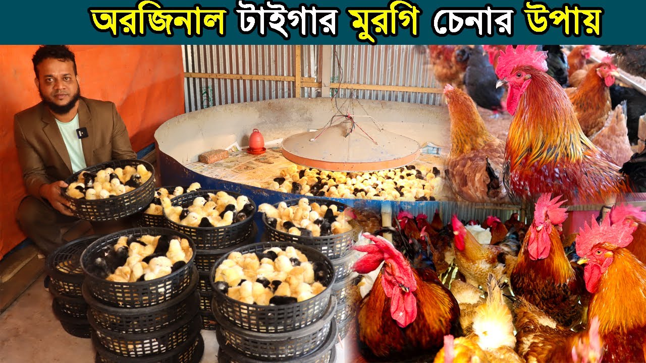 ৩৫ দিনে টাইগার মুরগির ওজন ১ কেজি।গাজীপুরের উদ্যোক্তা আল আমিন ভাইয়ের
