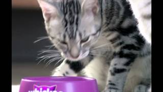 Whiskas Fish And More Tvc mand