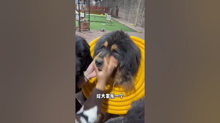 🐶不就是带个伊丽莎白圈吗，给大家乐一个！ #dog #pets #藏獒 #加布 #萌宠 #宠物 #tibet #tibetanmastiff  #shortsvideo