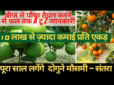 वीडियो: संतरे में बीज होना चाहिए?