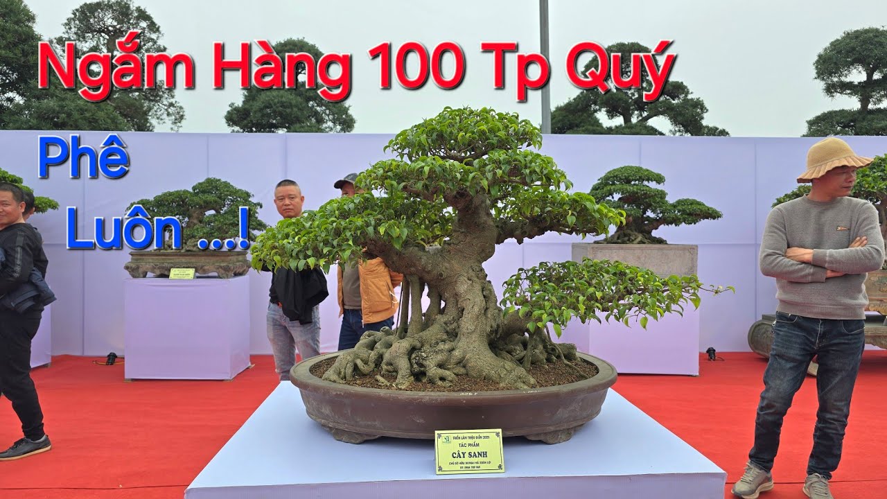 BAO PHÊ TOÀN TẬP khi ngắm HÀNG 100 TP QUÝ Tầm Trung tại TL MÙA XUÂN NGHỆ THUẬT Bonsai .